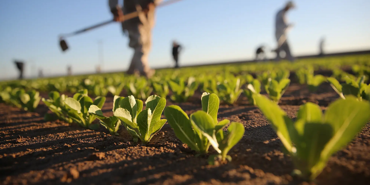 RD Lider en exportación de productos agrícolas