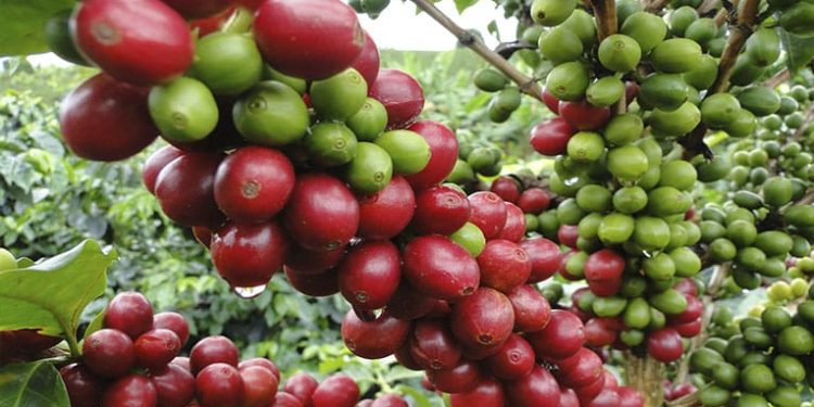 Día del Café en República Dominicana llega con un crecimiento en las exportaciones de 255%